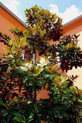 Magnolia grandiflora 'DD Blanchard' - šácholán velkokvětý - celek s květy